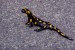 005-Salamandra škvrnitá.jpg